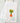 fresh bunch carrot art on cotton dish cloth