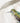 green female Anna's hummingbird watercolor art printed in Canada
