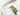 green female Anna's hummingbird watercolor art printed in Canada
