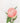 Peony Bud French Linen Tea Towel