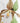 lady's slipper wild orchiid print