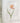 orange tulip stem on linen dish towel