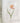 orange tulip stem on linen dish towel